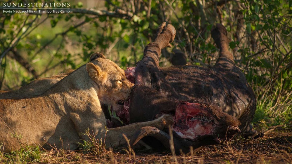 Hercules Pride on a buffalo kill