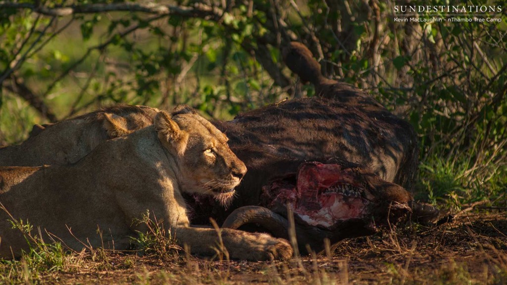 Hercules Pride on a buffalo kill