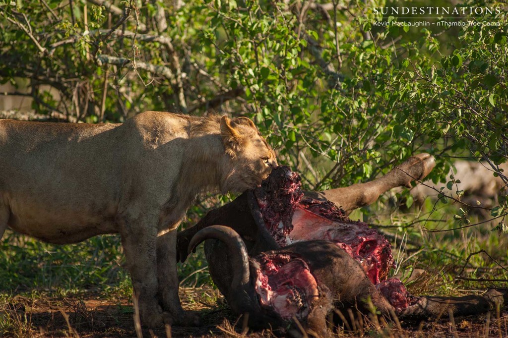 Hercules Pride on a buffalo kill