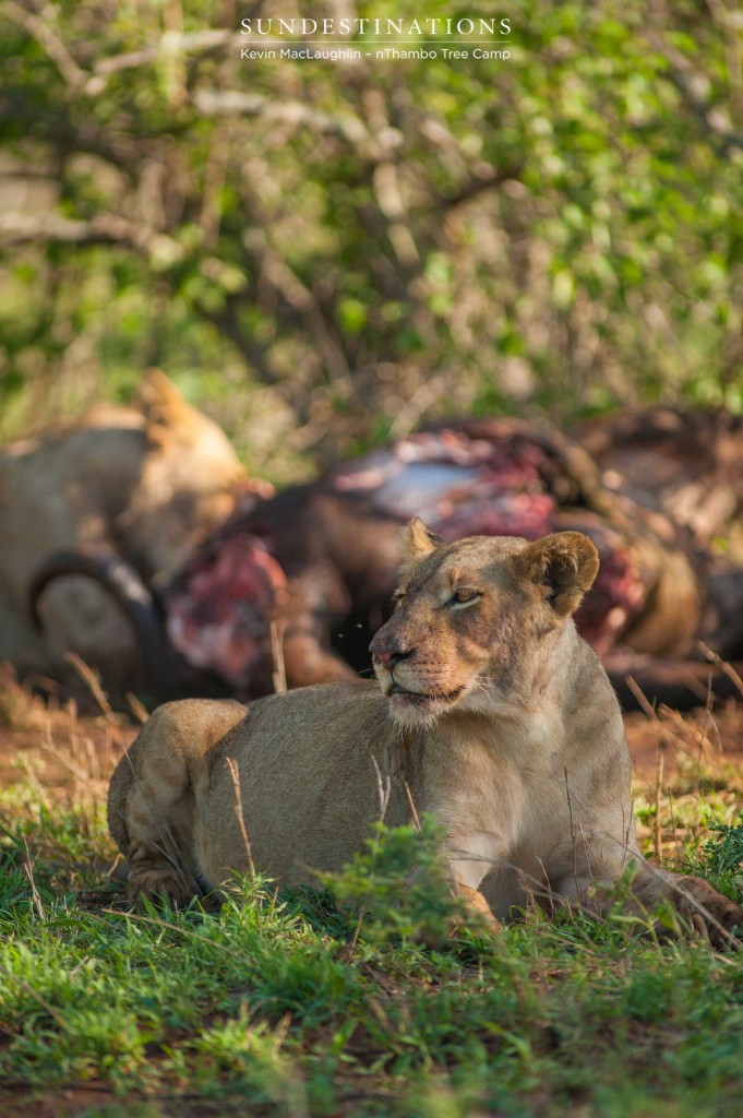 Hercules Pride on a buffalo kill