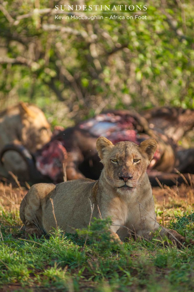 The Hercules Pride, even more powerful after a nourishing meal