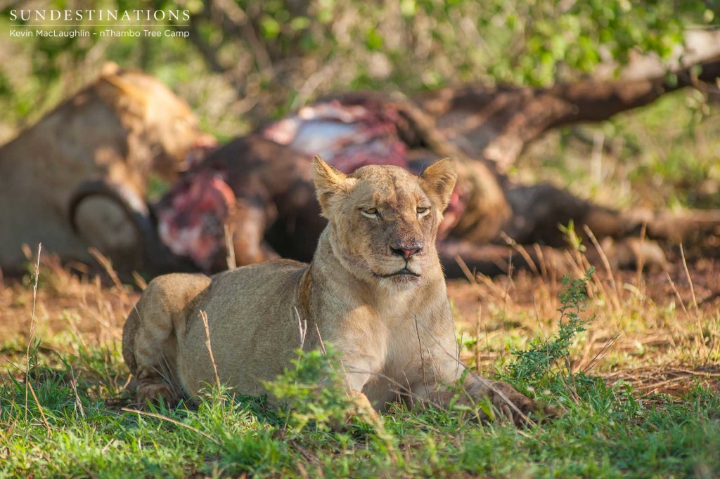 Hercules Pride on a buffalo kill