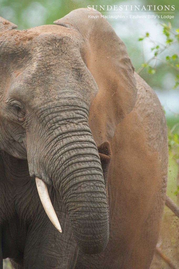 Dirt cascades down an elephant's leathery skin during a routine dust bath