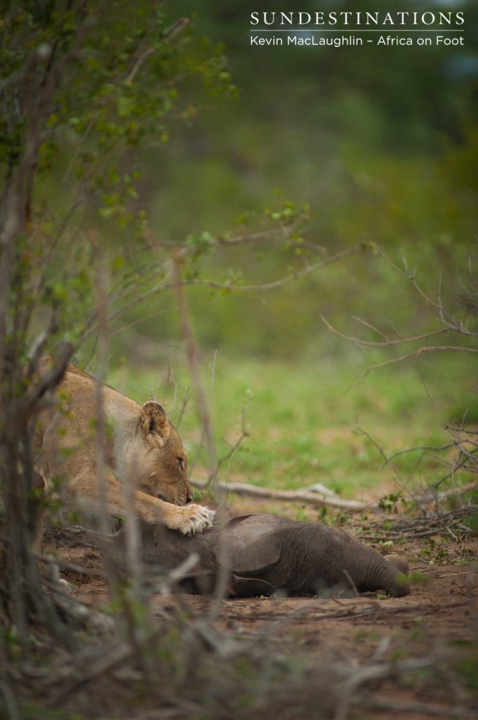 A Breakaway lioness positions herself to drag her easily won meal into the shadows