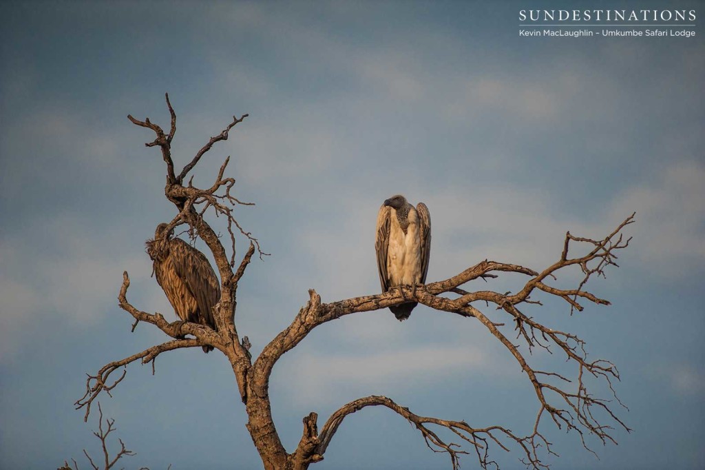 A pair of white-backed vultures are the first arrivals at the scene of a kill