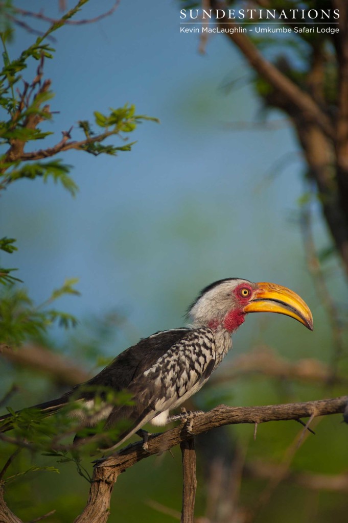 A blushing yellow-billed hornbill adds a perfect pop of colour to the bush