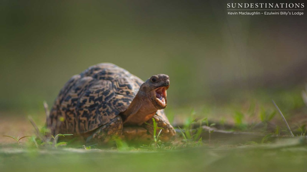 A yawning leopard tortoise