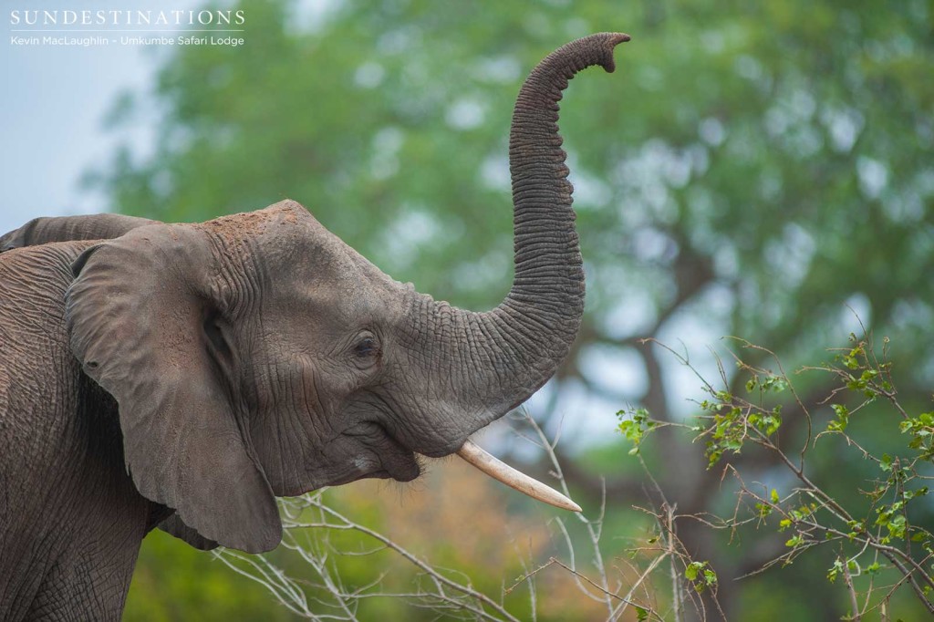 An elephant carefully plucks the different scents from the air