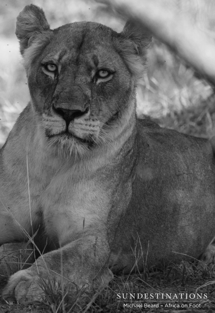 A Hercules Pride lioness, defender of her cubs and of her turf. This one's a tough one.