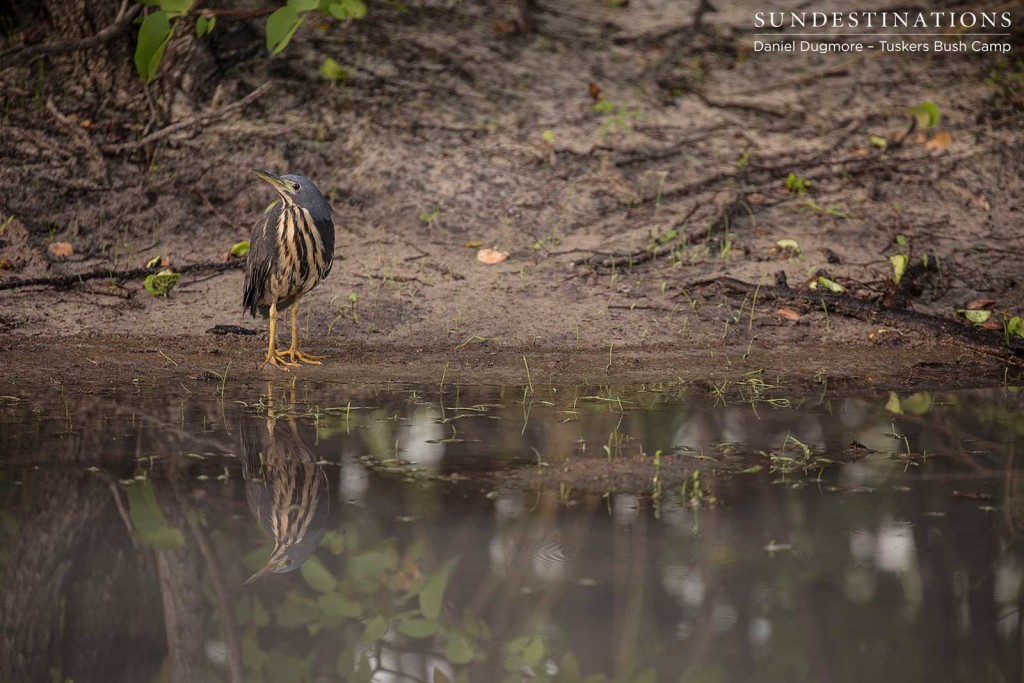A dwarf bittern approaches the water's edge and is met by its own reflection