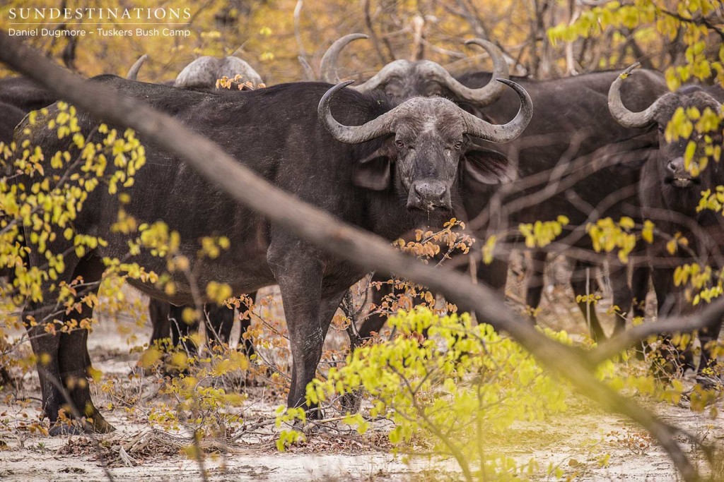 A herd of buffalo move warily through the Kwatale Conservancy, analysing the human audience with skepticism