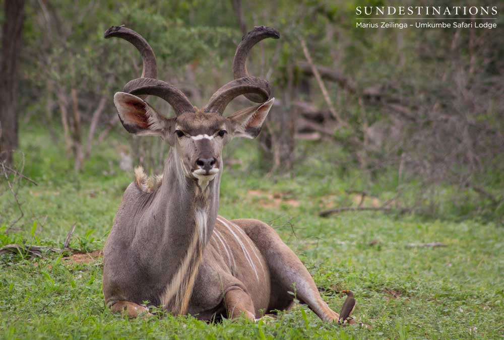 A kudu bull rests his legs, but remains alert in the dangerous territory that is the Sabi Sand