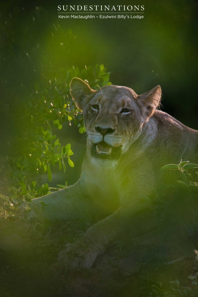 A lioness is awash with shades of emerald green and her ears are illuminated by the evening's gentle sun
