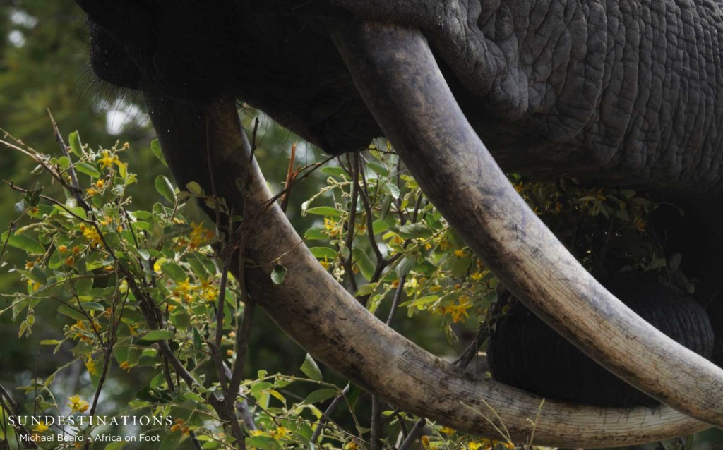 A pair of precious tusks