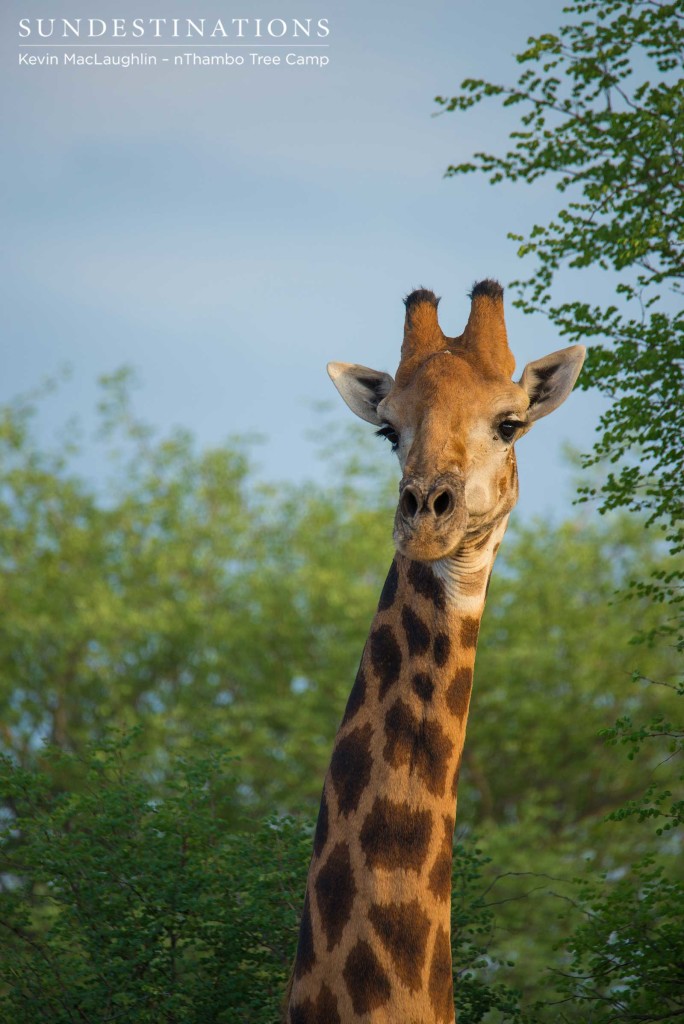 A-skeptical-gaze-directed-at-us-earthlings,-from-the-world's-tallest-mammal