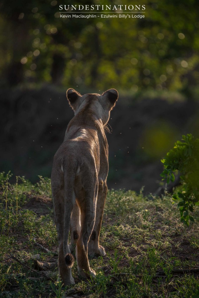 Alert - a lioness gazes down the embankment she occupies, accompanied by a gang of pesky flies