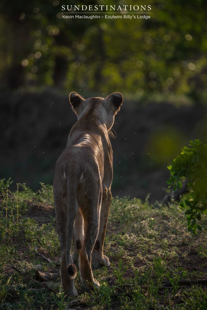 Alert - a lioness gazes down the embankment she occupies, accompanied by a gang of pesky flies