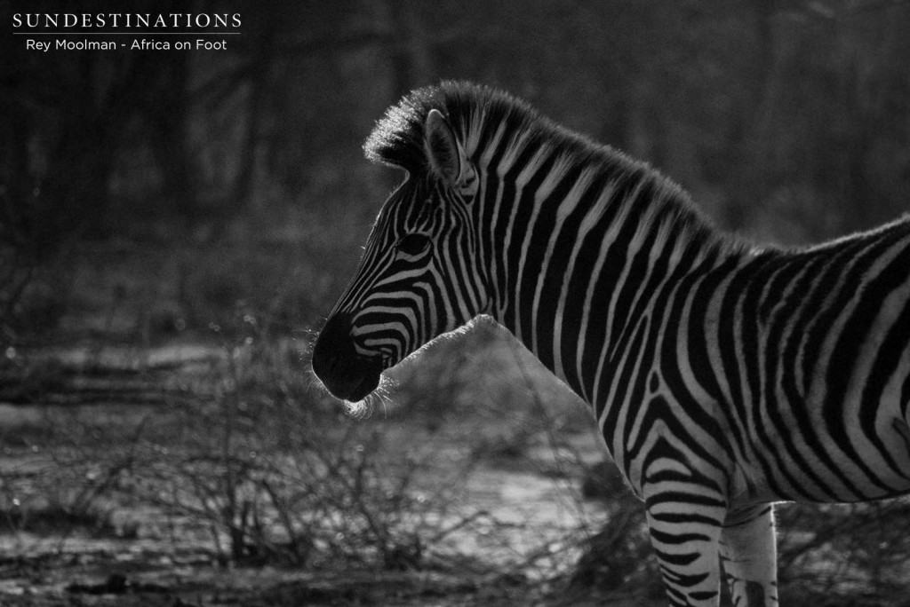 An illuminated mane gives this zebra foal a silver lining
