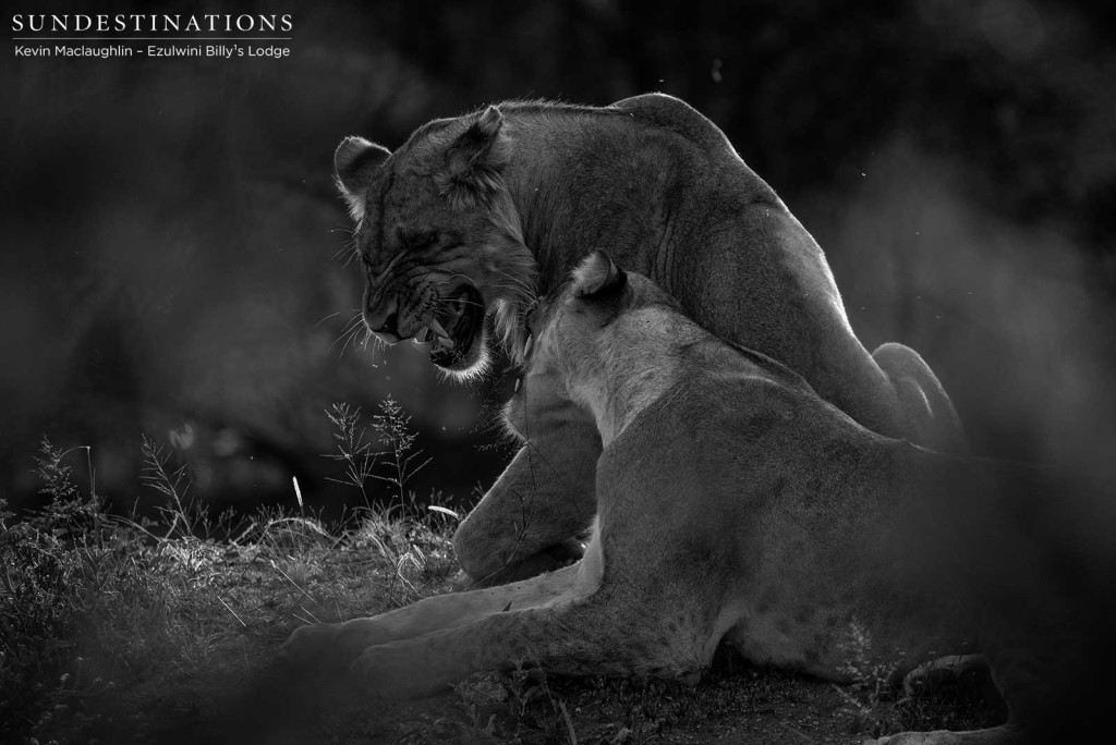 Conversations between cats - a pair of siblings exchange pleasantries during an afternoon siesta