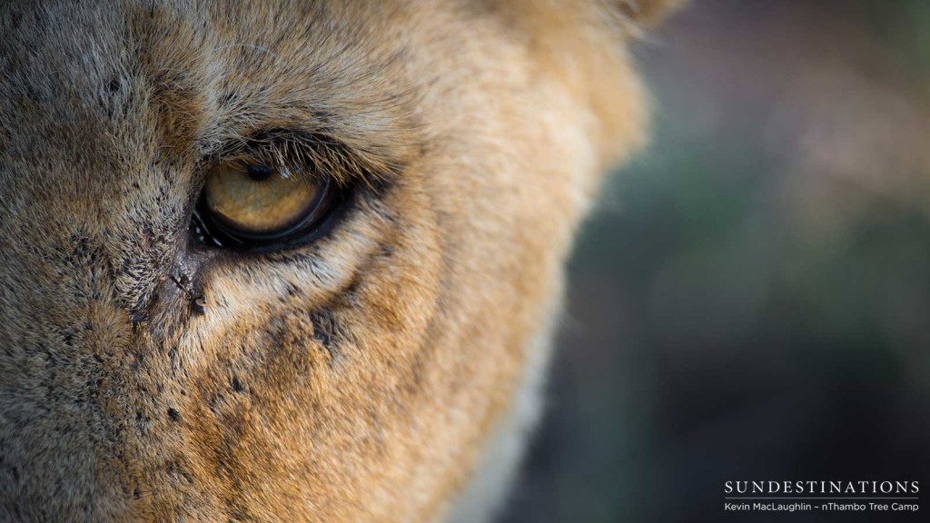Up close with one of Africa's big cats