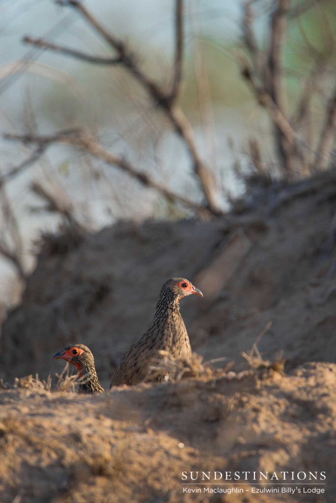 A pair of Swainson's spurfowl emerge cautiously in the morning