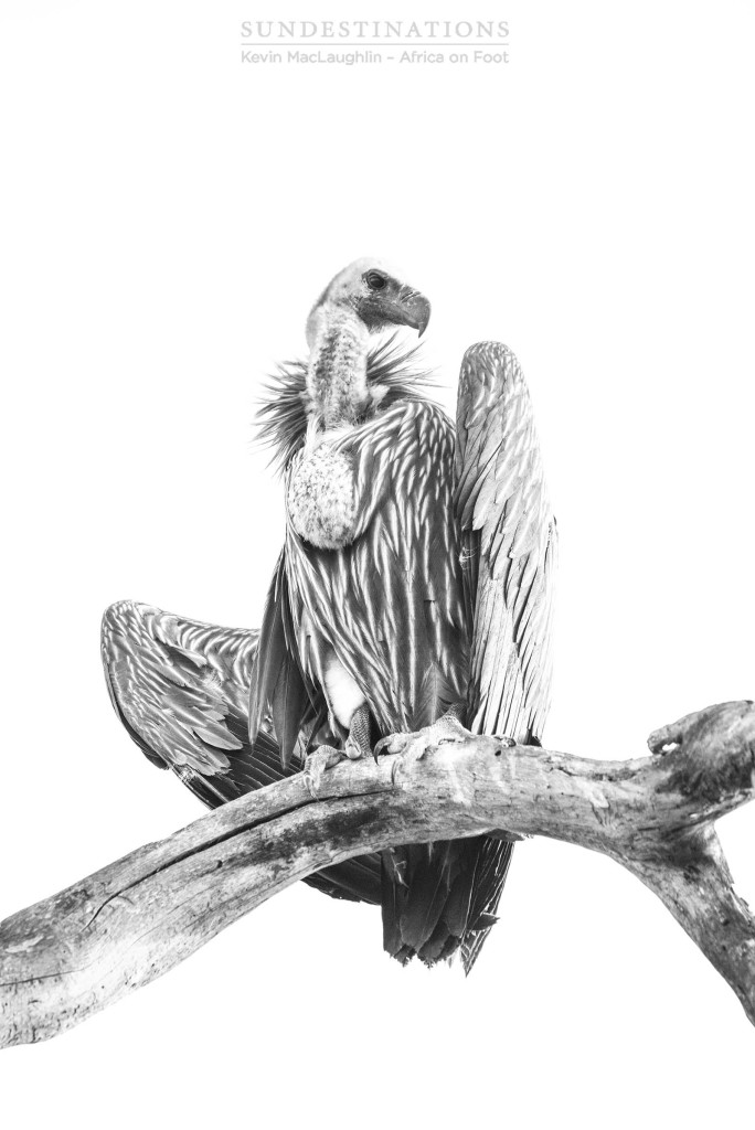 A white-backed vulture airs its feathers on a very hot day in Klaserie