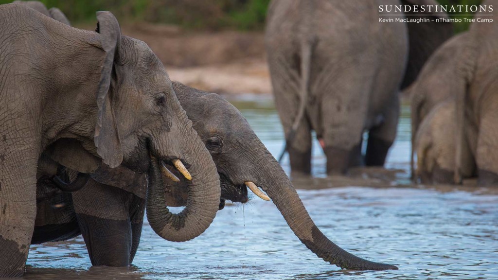 Elephant tea time in the Klaserie at Twala Dam