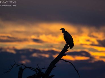 It’s the Day of Reconciliation in South Africa, marking the anniversary of the end of Apartheid and the union of the nation. As the country celebrates, we reflect on its natural treasures, and marvel at the raw and untainted wilderness that surrounds us. South Africa is historical, unique, and full of diversity, and our wildlife […]