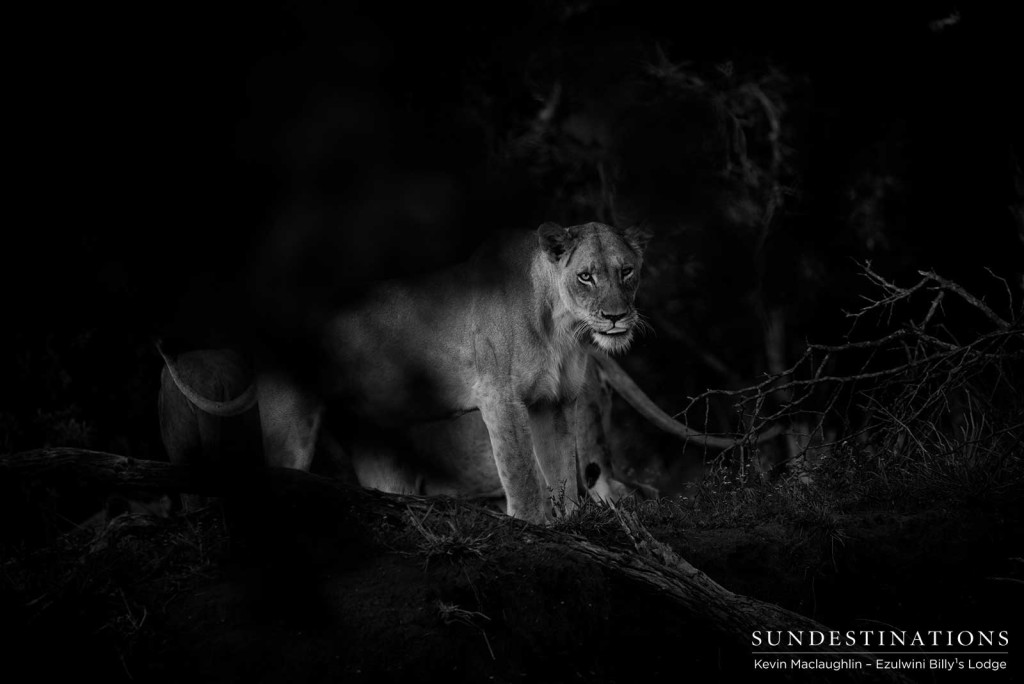 A pride of lion in the spotlight behind a mass of summer thicket