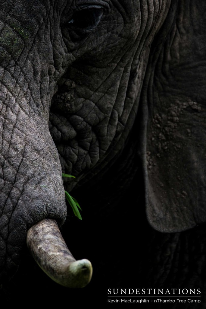 Mouthfuls of greens for our modern day mammoths