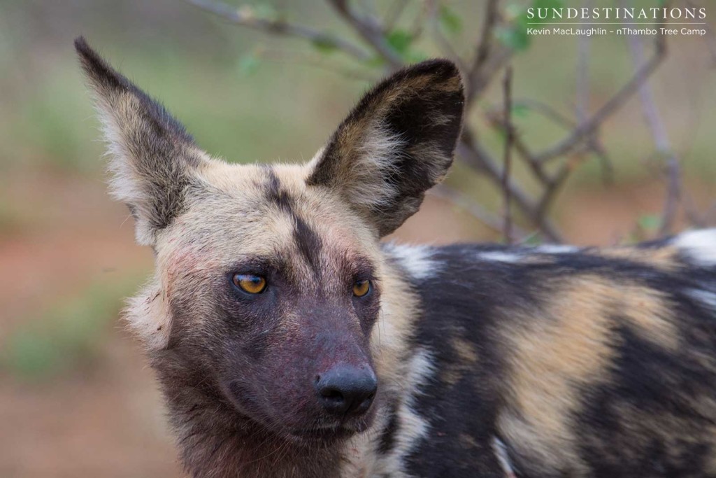 Wild dogs making a kill in front of nThambo Tree Camp