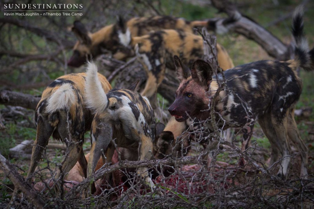 Wild dogs making a kill in front of nThambo Tree Camp
