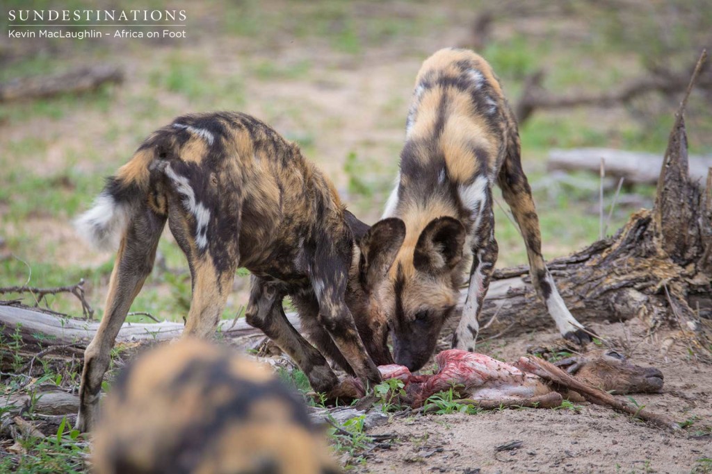 Wild dogs making a kill in front of nThambo Tree Camp