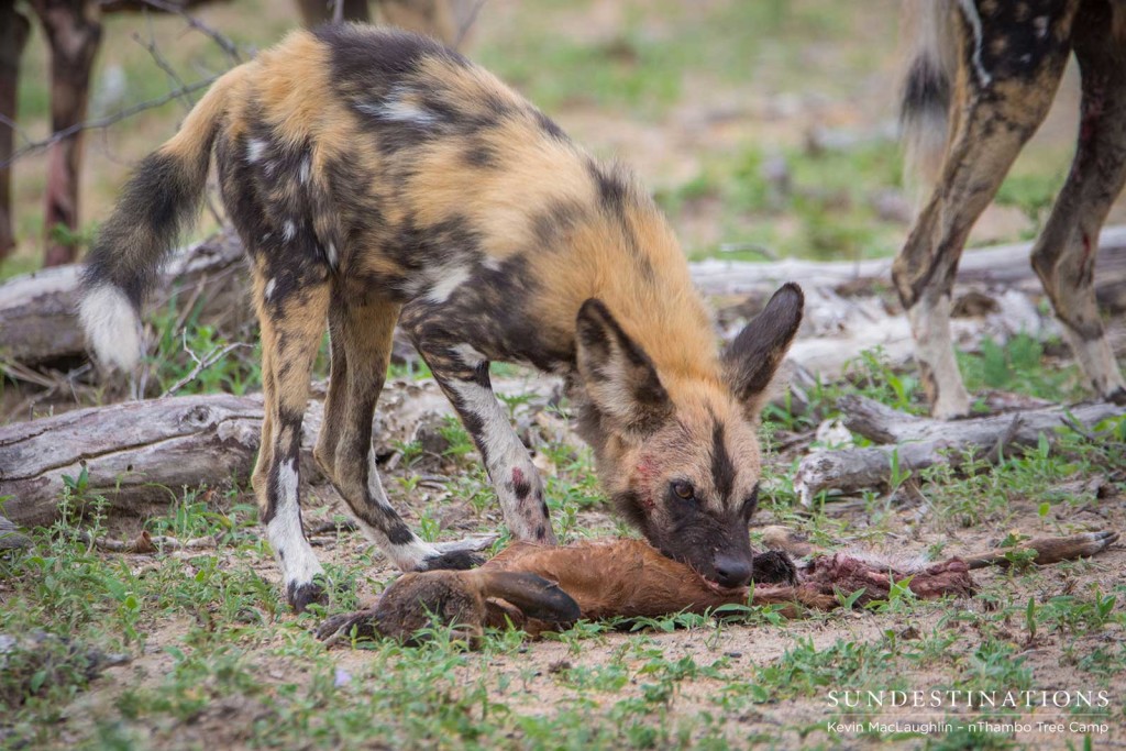 Wild dogs making a kill in front of nThambo Tree Camp