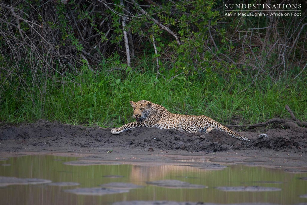 Bundu, Ross Dam's male cub