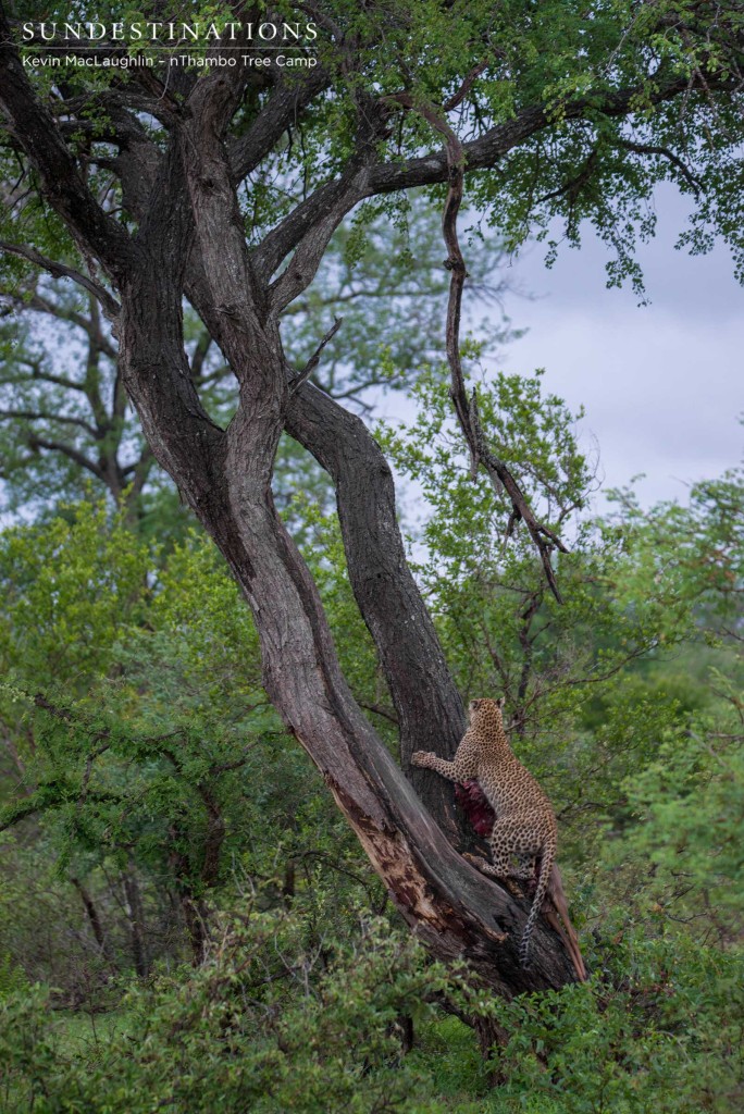 Ross Dam female leopard