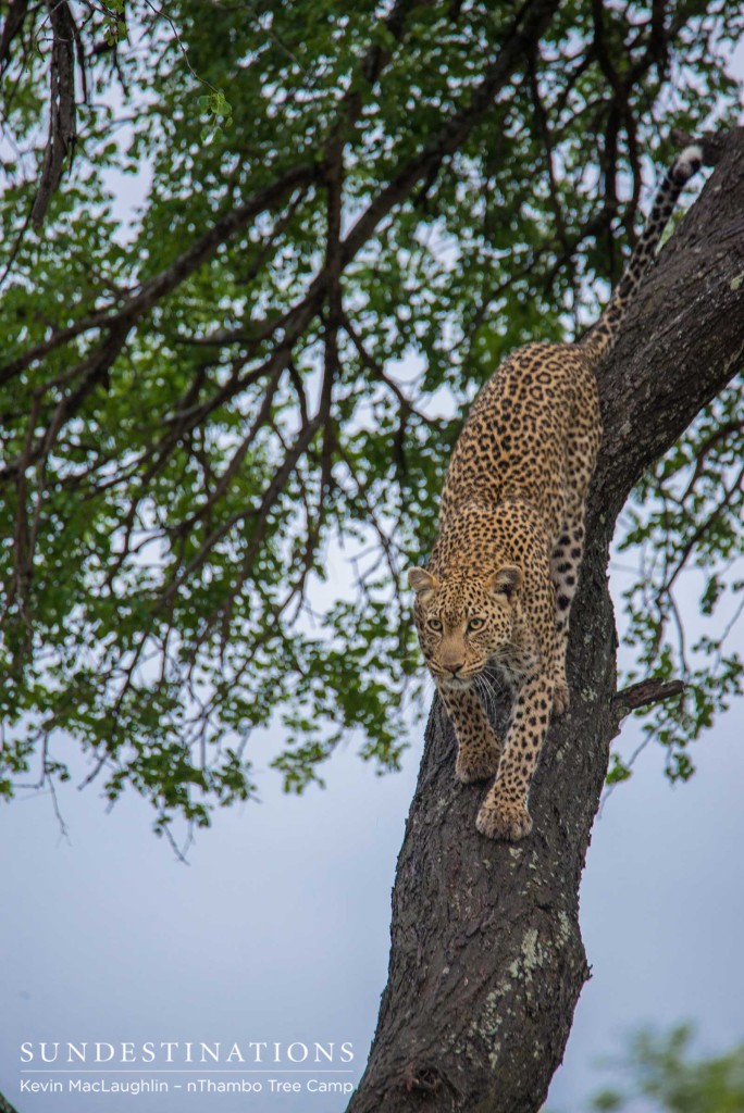 Ross Dam female leopard