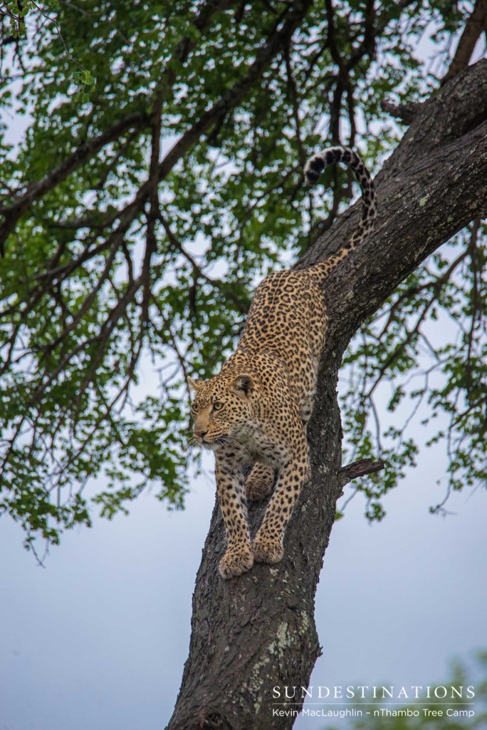 Ross Dam female leopard