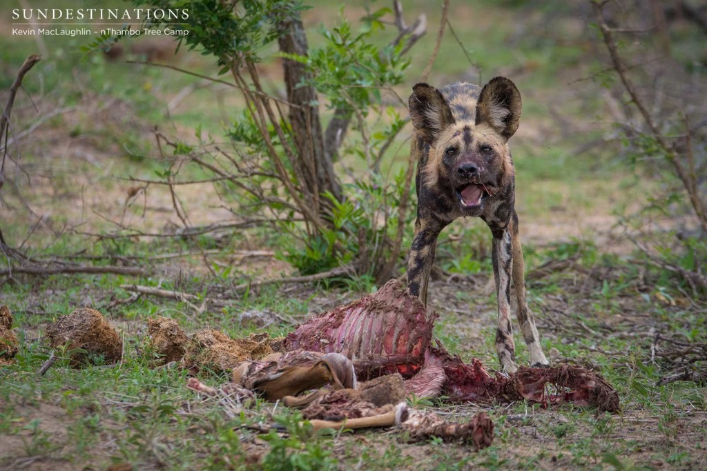 Wild dogs making a kill in front of nThambo Tree Camp