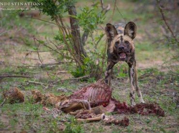 Putting it modestly, we’ve had an EPIC couple of weeks in the Klaserie! There’s just no other way of putting it. From a cheetah calmly feeding on her kill, only to lose it to a leopard; the Breakaway lionesses killing a buffalo right in front of our eyes, shortly joined by the greedy Mapoza male; the […]