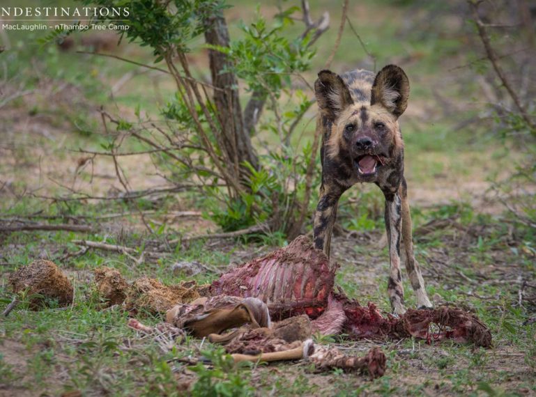 Wild Dogs & Pups Make a Kill at nThambo!