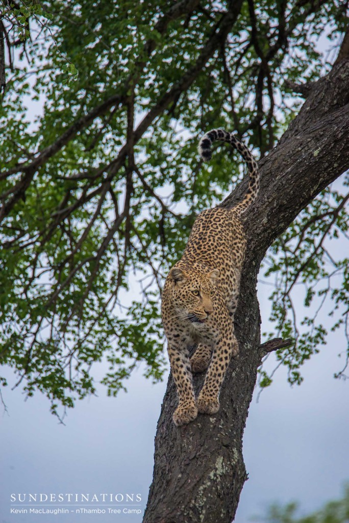 Ross Dam female leopard