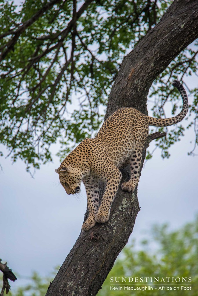 Ross Dam female leopard