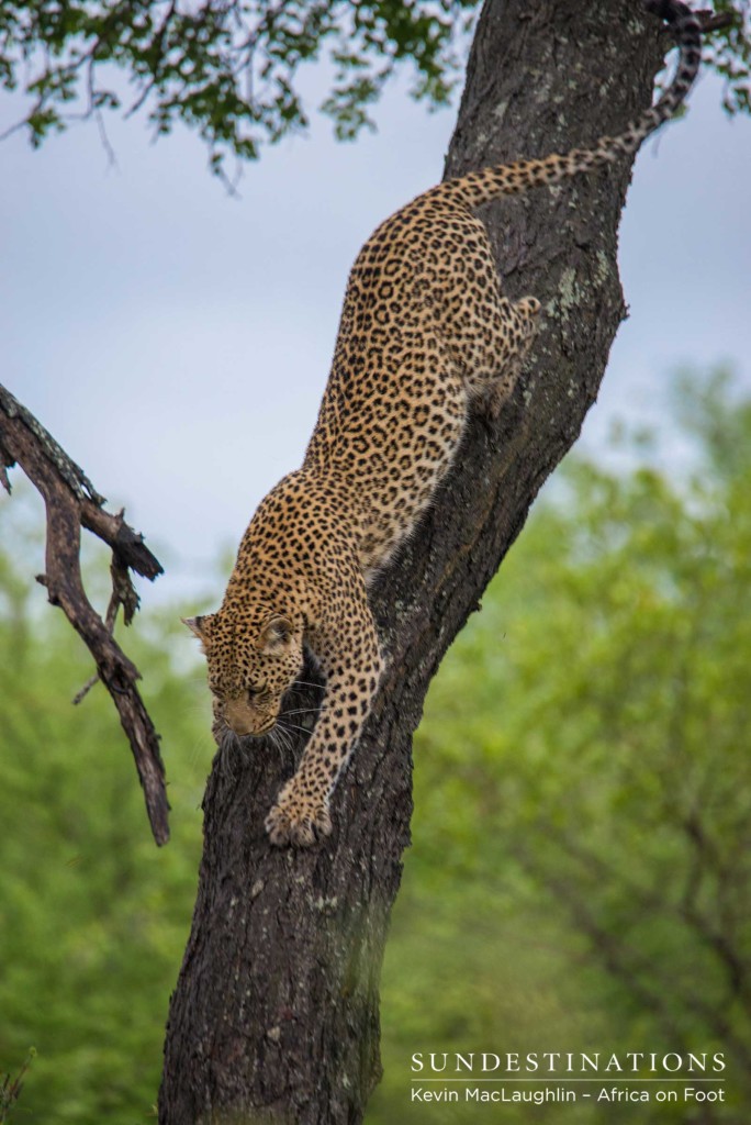 Ross Dam female leopard
