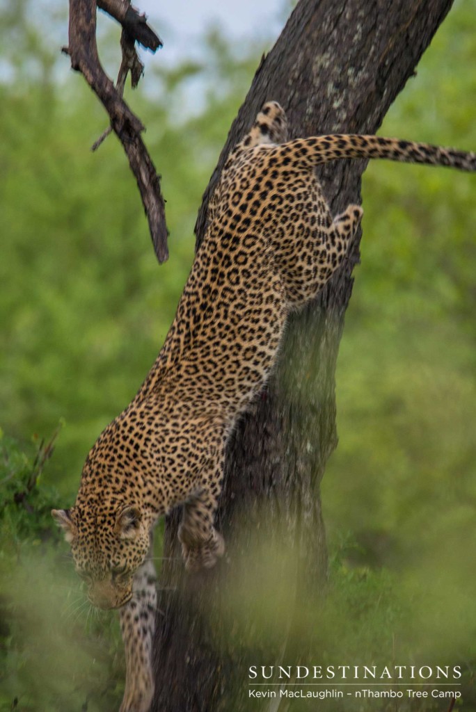 Ross Dam female leopard