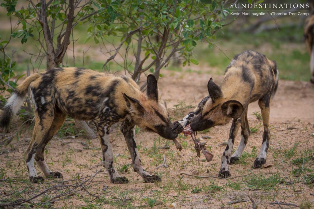 Wild dogs making a kill in front of nThambo Tree Camp