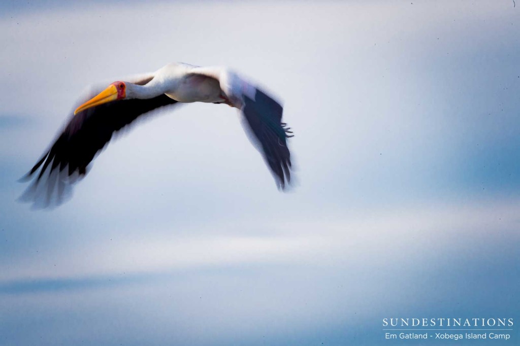 Yellow-billed stork in flight