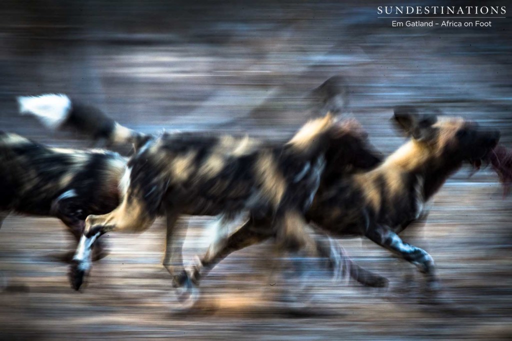 Wild dog pups amid a meat-eating scramble