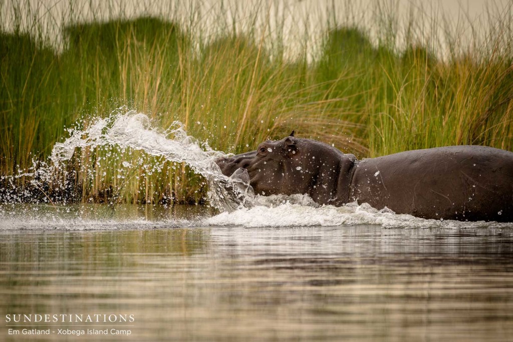The Okavango Delta waterways are  ruled by these ferocious river warriors