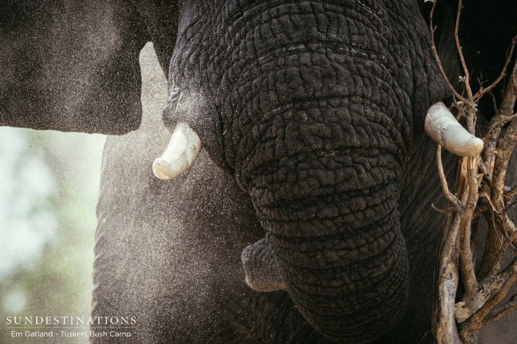 Dust bath in motion